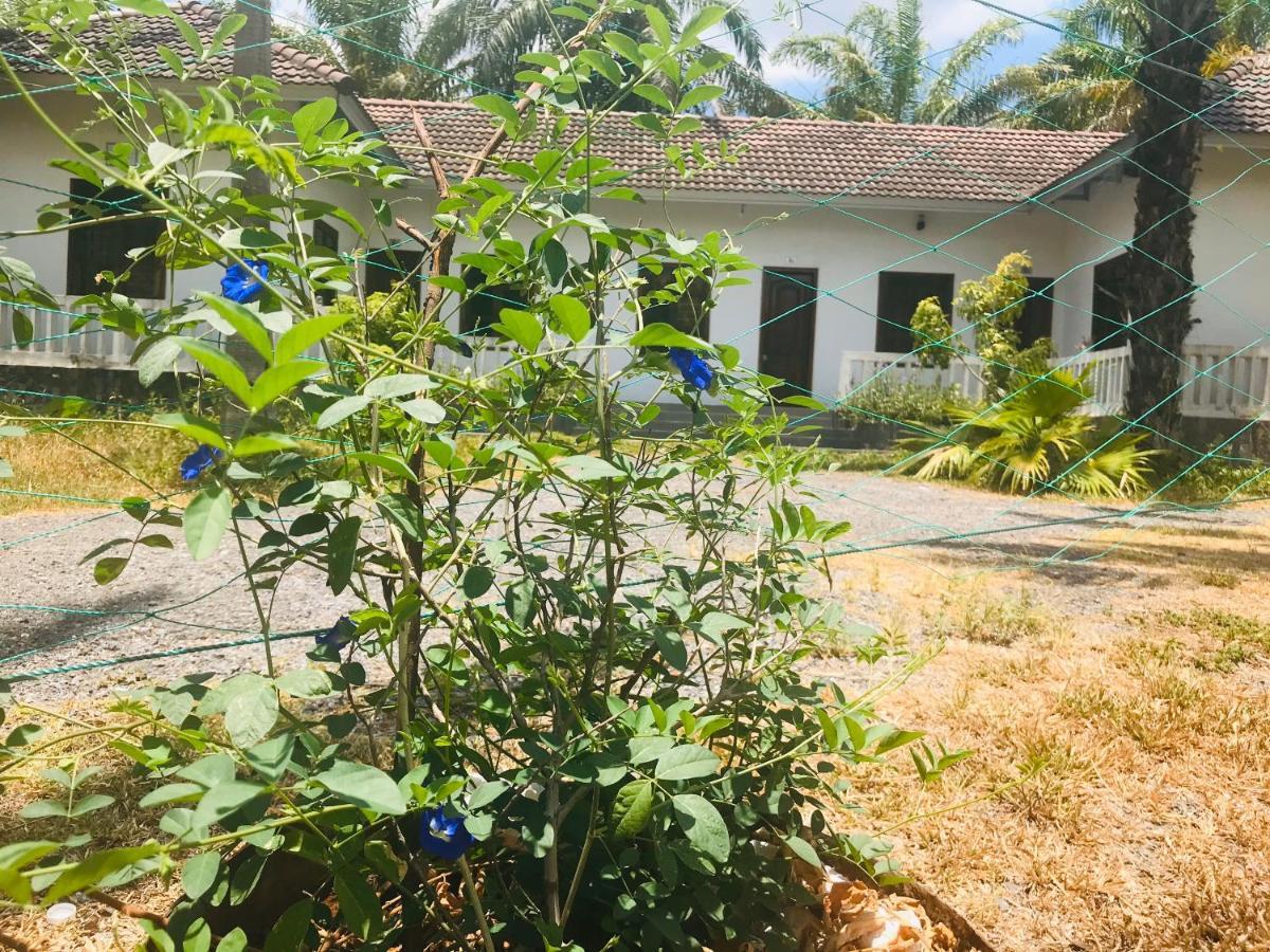 Hotel Palm Garden House à Quang Tri Extérieur photo